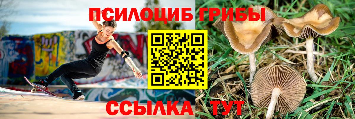 Галлюциногенные грибы мицелий  купить  цена  Тверь  Вход с VPN 